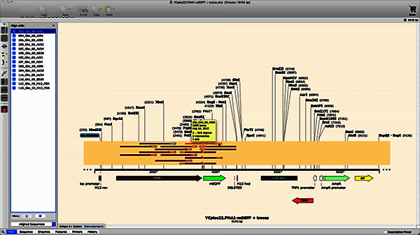 与参考序列对齐检查示例