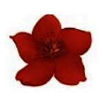 小红花直播音效助手v10.6.9