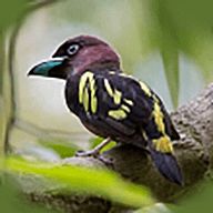 小鸟电视 TV2025最新版本 V5.2.0