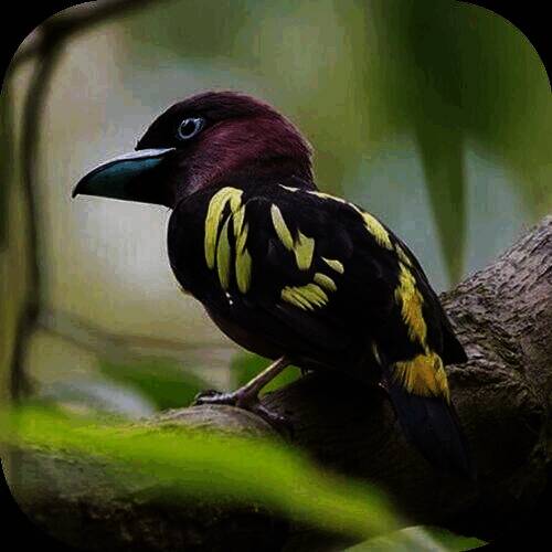 小鸟电视 免费tv在线看 V5.2.0